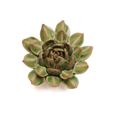 Succulent Point
