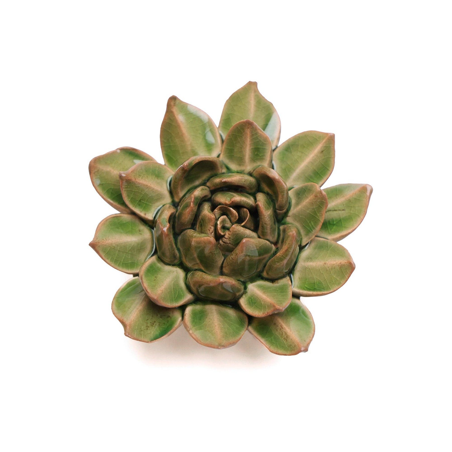 Succulent Point