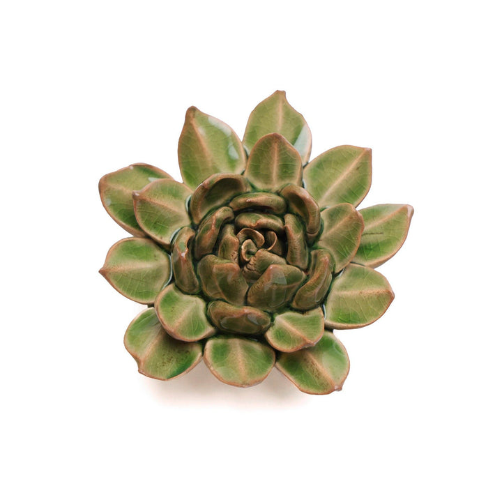 Succulent Point