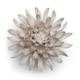 Ivory Spider Mum