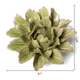 Mint Tree Peony