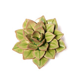 Green Medium Succulent