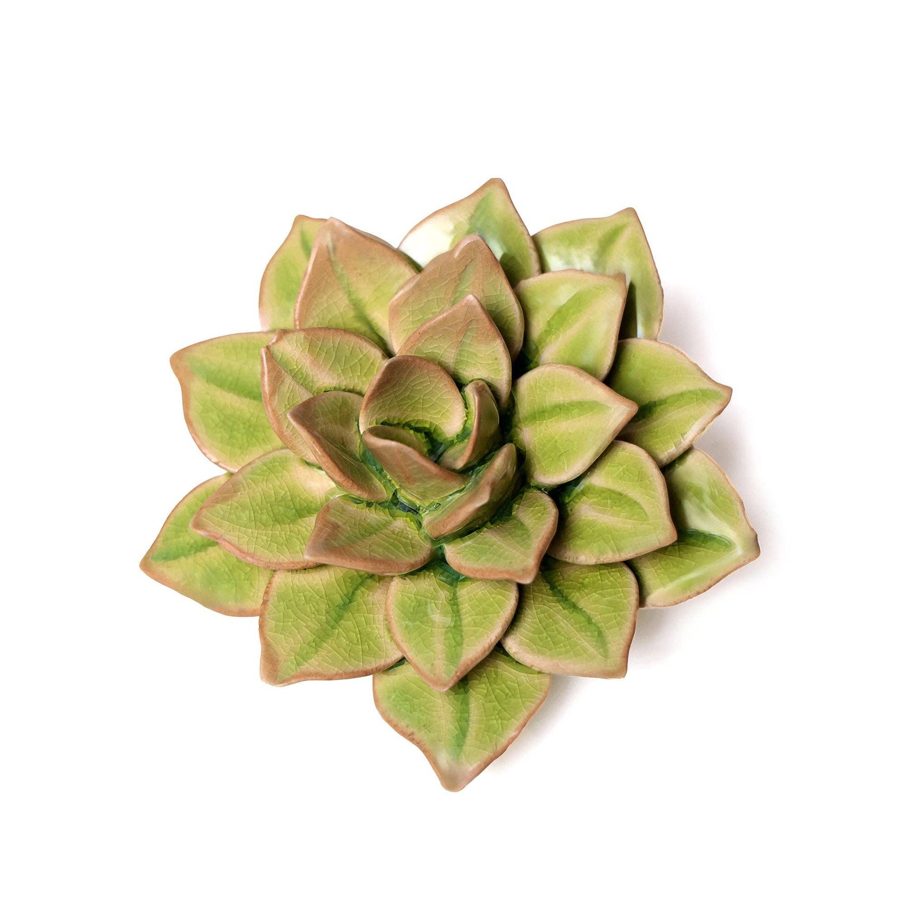 Green Medium Succulent