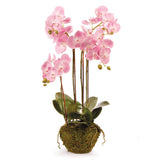 Home Phalaenopsis Orchid Drop-In 30"