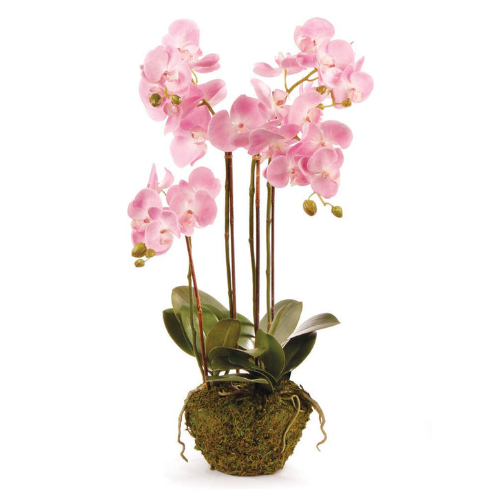 Home Phalaenopsis Orchid Drop-In 30"