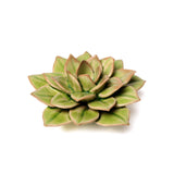 Green Medium Succulent