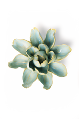 Robin's Egg Blue Aurora Water Lily