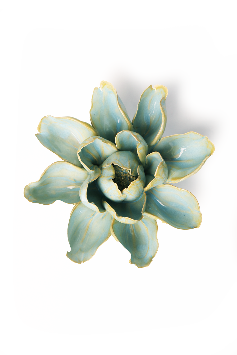Robin's Egg Blue Aurora Water Lily