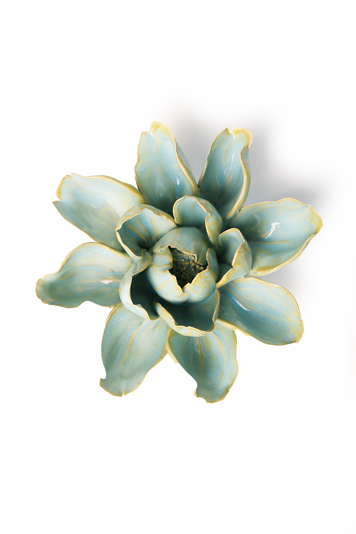 Robin's Egg Blue Aurora Water Lily