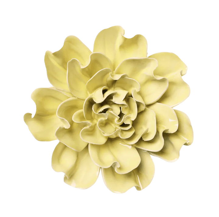 Lime Yellow Larkspur