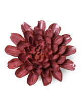 Pink Blush Dahlia