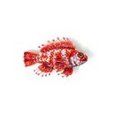 Brooch Rosefish