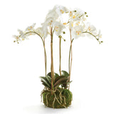 Home Orchid Drop-In 25"