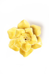 Buttercup Yellow Daffodil