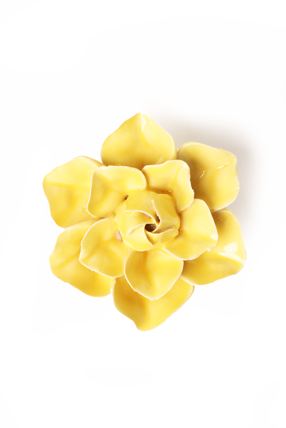Buttercup Yellow Daffodil