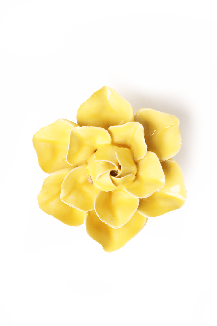 Buttercup Yellow Daffodil
