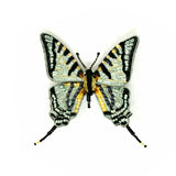 Brooch Scare Swallowtail