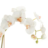 Home Orchid Drop-In 26"