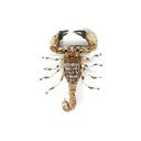 Brooch Desert Scorpion