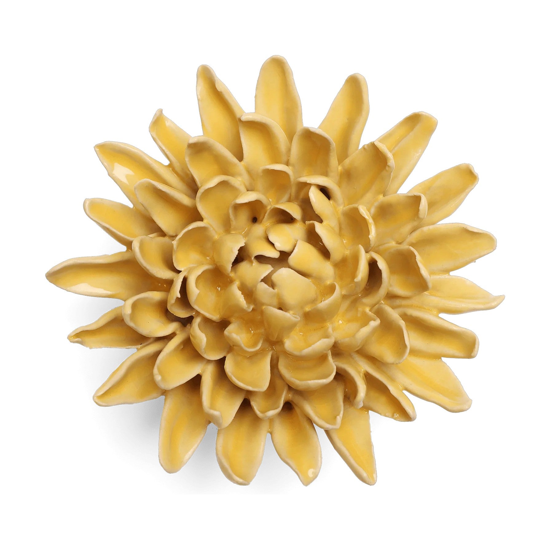 Yellow Chrysanthemum
