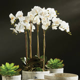 Home Orchid Drop-In 25"