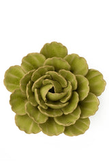 Green Light Green Peony