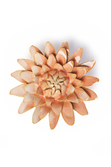 Pink Strawflower