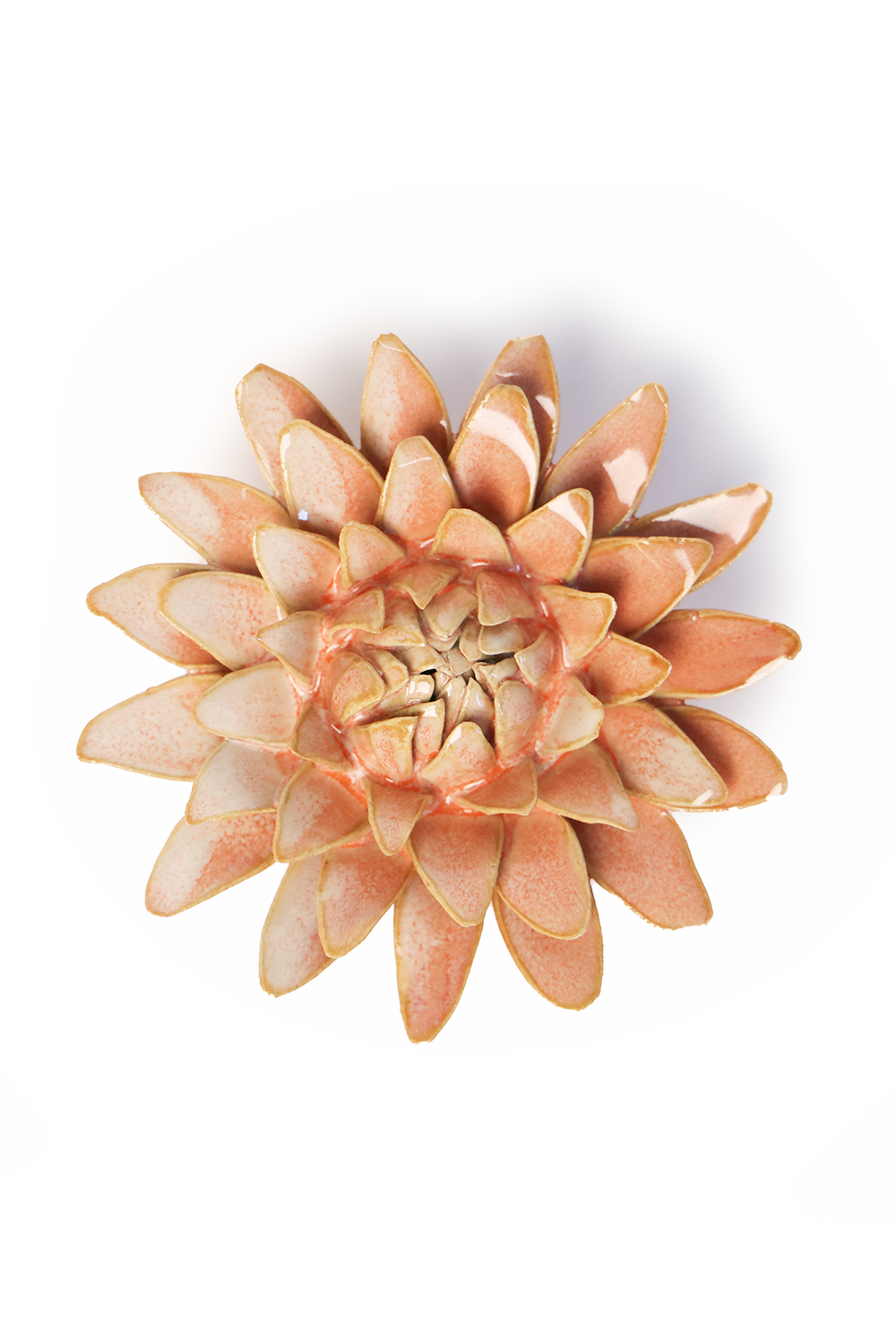 Pink Strawflower