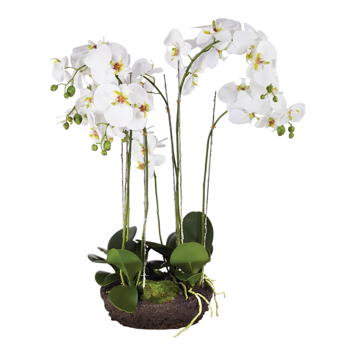 The Tiny Finch white Phalaenopsis orchid drop-in arrangement with realistic root ball and bendable stems